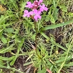 Stylidium montanum at Harolds Cross, NSW - 7 Dec 2024