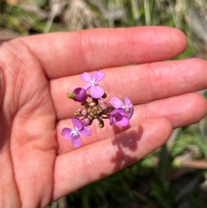 Stylidium armeria subsp. armeria at Harolds Cross, NSW - 7 Dec 2024