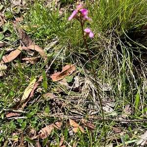 Stylidium armeria subsp. armeria at Harolds Cross, NSW - 7 Dec 2024