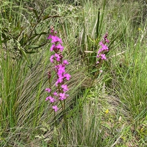 Stylidium sp. (Trigger Plant) at Harolds Cross, NSW by courtneyb