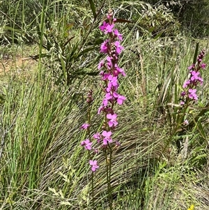 Stylidium sp. at Harolds Cross, NSW - 7 Dec 2024