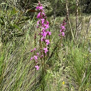 Stylidium sp. at Harolds Cross, NSW - 7 Dec 2024