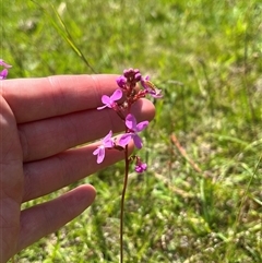 Stylidium sp. (Trigger Plant) at Harolds Cross, NSW - 7 Dec 2024 by courtneyb