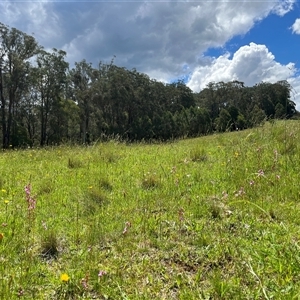 Stylidium sp. at Harolds Cross, NSW - 7 Dec 2024