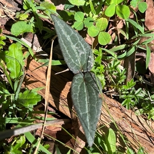 Clematis aristata at Harolds Cross, NSW - 8 Dec 2024