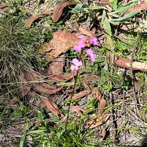 Stylidium armeria subsp. armeria at Harolds Cross, NSW - 7 Dec 2024