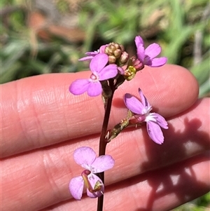 Stylidium armeria subsp. armeria at Harolds Cross, NSW - 7 Dec 2024