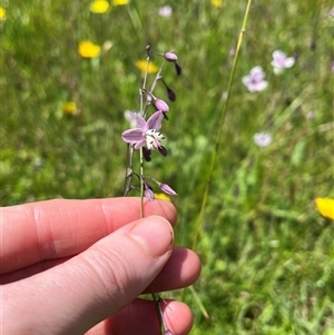 Arthropodium milleflorum at Harolds Cross, NSW - 7 Dec 2024 02:31 PM