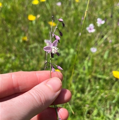 Arthropodium milleflorum (Vanilla Lily) at Harolds Cross, NSW - 7 Dec 2024 by courtneyb