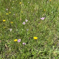 Arthropodium milleflorum at Harolds Cross, NSW - 7 Dec 2024 02:31 PM