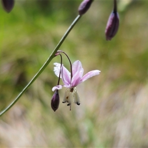 Arthropodium milleflorum at Captains Flat, NSW - 8 Dec 2024 01:51 PM