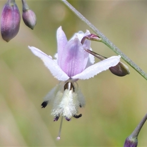 Arthropodium milleflorum at Captains Flat, NSW - 8 Dec 2024 01:51 PM