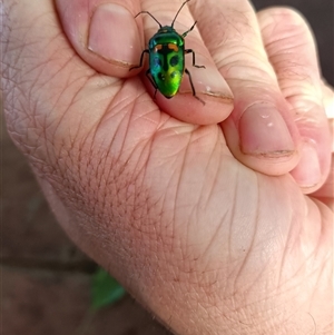 Scutiphora pedicellata (Metallic Jewel Bug) at Baranduda, VIC by hannahfish