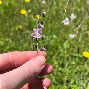 Arthropodium milleflorum at Harolds Cross, NSW - 7 Dec 2024