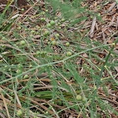 Asparagus officinalis (Asparagus) at Goulburn, NSW - 7 Dec 2024 by trevorpreston