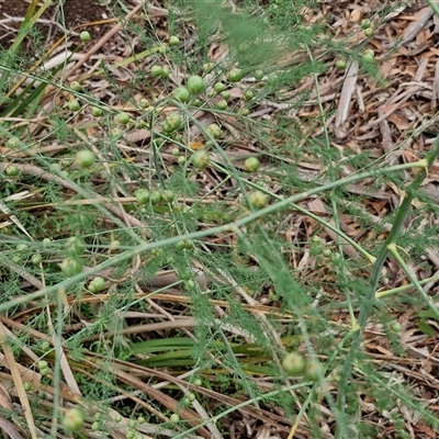 Asparagus officinalis (Asparagus) at Goulburn, NSW - 6 Dec 2024 by trevorpreston