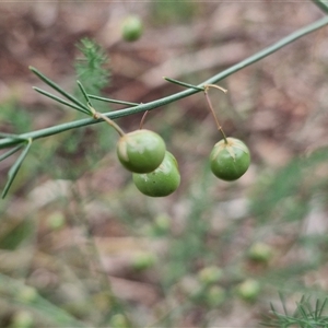 Asparagus officinalis at Goulburn, NSW - 7 Dec 2024 10:50 AM