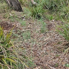 Asparagus officinalis at Goulburn, NSW - 7 Dec 2024 10:50 AM