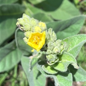 Verbascum thapsus subsp. thapsus (Great Mullein, Aaron's Rod) at Harolds Cross, NSW by courtneyb