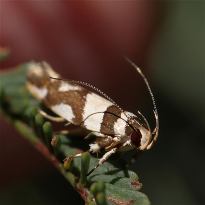 Unidentified Moth (Lepidoptera) at Gundaroo, NSW - 7 Dec 2024 by ConBoekel