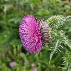 Carduus nutans (Nodding Thistle) at Goulburn, NSW - 6 Dec 2024 by trevorpreston