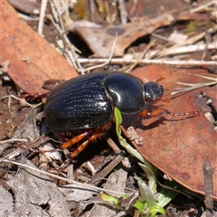 Unidentified Beetle (Coleoptera) at Gundaroo, NSW - 7 Dec 2024 by ConBoekel