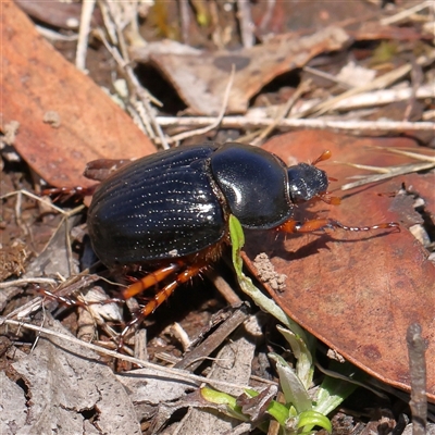 Anomalomorpha anthracina (Yellow-legged pasture scarab) at Gundaroo, NSW - 8 Dec 2024 by ConBoekel