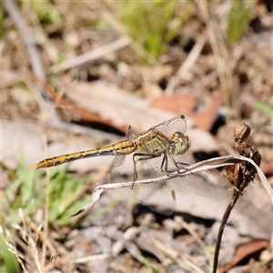 Diplacodes bipunctata at Gundaroo, NSW - 8 Dec 2024 10:47 AM