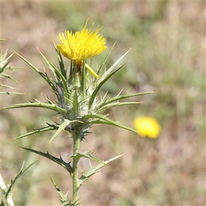 Unidentified Other Wildflower or Herb at Gundaroo, NSW by ConBoekel