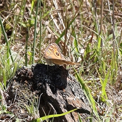 Junonia villida (Meadow Argus) at Gundaroo, NSW - 7 Dec 2024 by ConBoekel