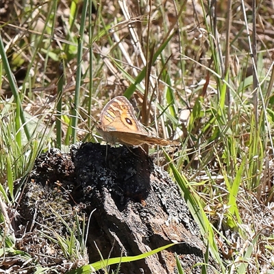 Junonia villida (Meadow Argus) at Gundaroo, NSW - 7 Dec 2024 by ConBoekel