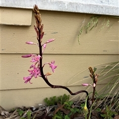 Dipodium roseum (Rosy Hyacinth Orchid) at Harolds Cross, NSW - 7 Dec 2024 by courtneyb