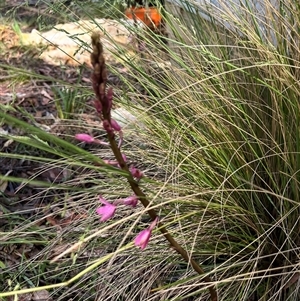 Dipodium roseum at Harolds Cross, NSW - 7 Dec 2024