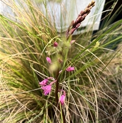 Dipodium roseum at Harolds Cross, NSW - 7 Dec 2024