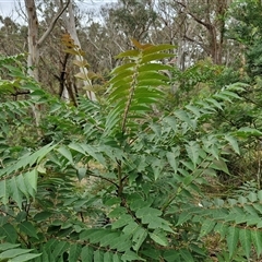 Ailanthus altissima (Tree-of-Heaven) at Goulburn, NSW - 7 Dec 2024 by trevorpreston