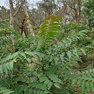 Ailanthus altissima at Goulburn, NSW - 7 Dec 2024