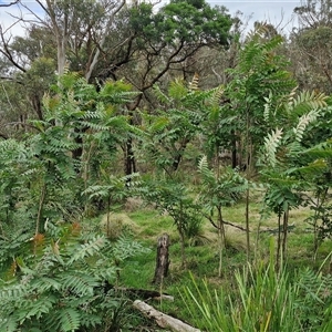 Ailanthus altissima at Goulburn, NSW - 7 Dec 2024