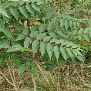 Ailanthus altissima at Goulburn, NSW - 7 Dec 2024