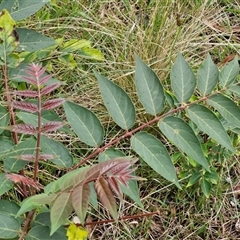 Ailanthus altissima at Goulburn, NSW - 7 Dec 2024