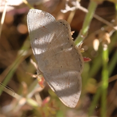 Unidentified Moth (Lepidoptera) at Gundaroo, NSW - 7 Dec 2024 by ConBoekel