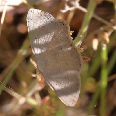 Casbia pallens (Pale Casbia) at Gundaroo, NSW - 8 Dec 2024 by ConBoekel