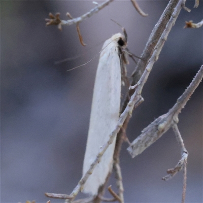 Zacorus carus at Gundaroo, NSW - 7 Dec 2024 by ConBoekel