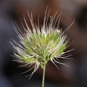 Cynosurus echinatus (Rough Dog's Tail Grass) at Gundaroo, NSW by ConBoekel