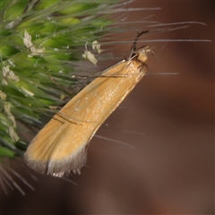 Parergophela melirrhoa (Chezela Group) at Gundaroo, NSW - 7 Dec 2024 by ConBoekel