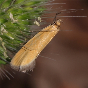 Parergophela melirrhoa (Chezela Group) at Gundaroo, NSW by ConBoekel