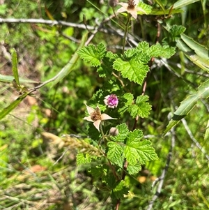 Rubus parvifolius at Harolds Cross, NSW - 7 Dec 2024