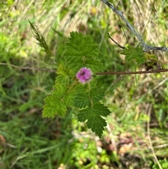 Rubus parvifolius at Harolds Cross, NSW - 7 Dec 2024