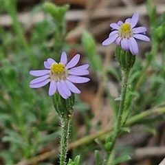 Vittadinia cuneata var. cuneata (Fuzzy New Holland Daisy) at Goulburn, NSW - 6 Dec 2024 by trevorpreston