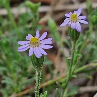 Vittadinia cuneata var. cuneata (Fuzzy New Holland Daisy) at Goulburn, NSW - 7 Dec 2024 by trevorpreston