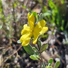 Hibbertia obtusifolia (Grey Guinea-flower) at Hawker, ACT - 7 Dec 2024 by sangio7